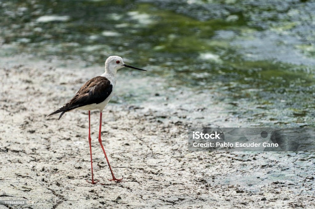 Black-winged stilt (himantopus himantopus) in a dark day in "Raco de l´Olla", Albufera of Valencia natural park. Black-winged stilt (himantopus himantopus) in "Raco de l´Olla", Albufera of Valencia natural park, Valencia, Spain. Albufera Stock Photo