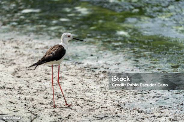 Blackwinged Stilt In A Dark Day In Raco De Lolla Albufera Of Valencia Natural Park Stock Photo - Download Image Now