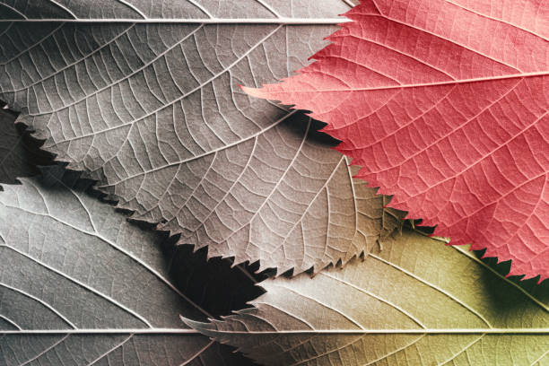 istock Autumn leaves, natural background 1178569221