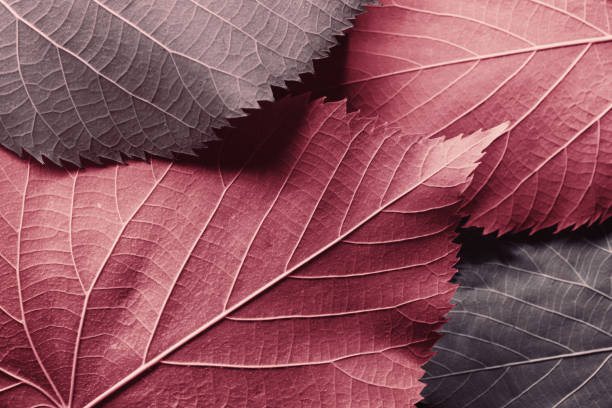 istock Autumn leaves, natural background 1178570230