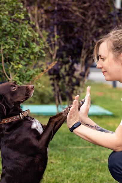 istock A young woman walks and trains her dog. 1178570370