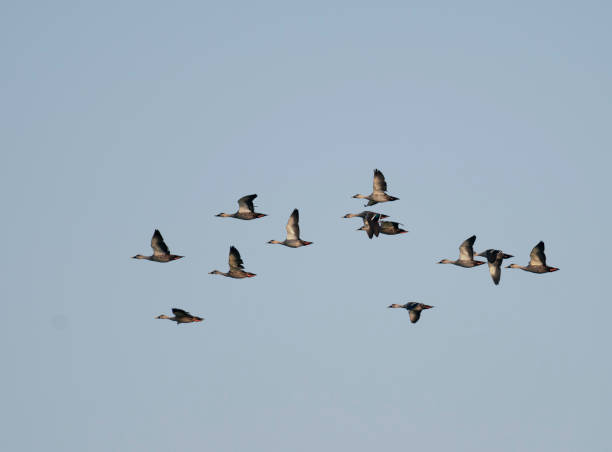 istock Flock of Indian Spot billed Duck flying 1178571839