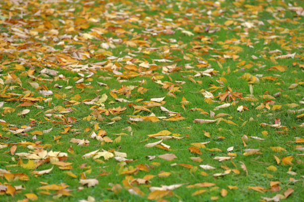 istock Bright yellow autumn leaves on the ground 1178571883