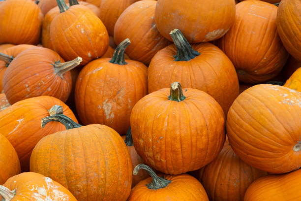 istock Pile of pumpkins 1178571908