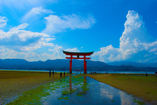 Midsummer of Itsukushima Shrine. Shooting Location: Tokyo metropolitan area