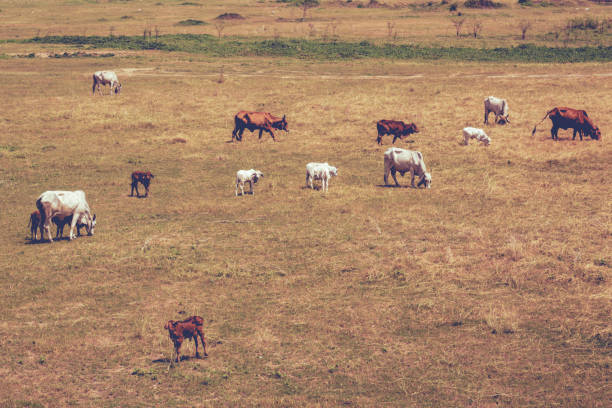 Cow cattle farm on grassland
