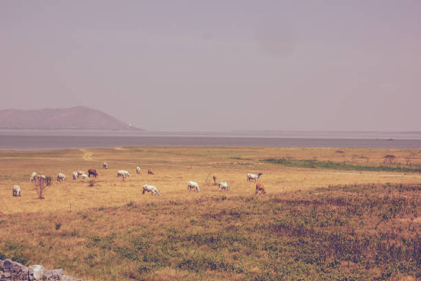 Cow cattle farm on grassland