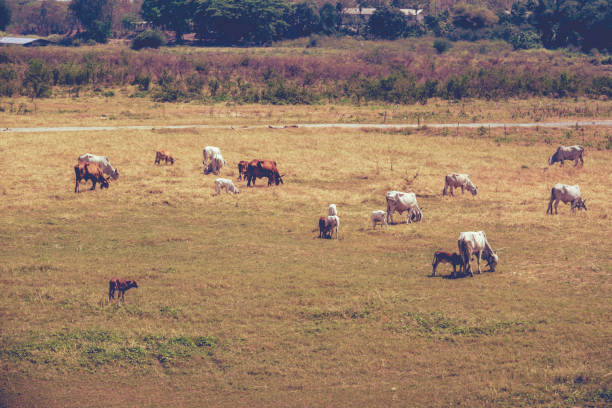 Cow cattle farm on grassland