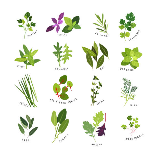 ilustrações de stock, clip art, desenhos animados e ícones de clip art illustrations of culinary herbs and spices - arugula freshness food herb