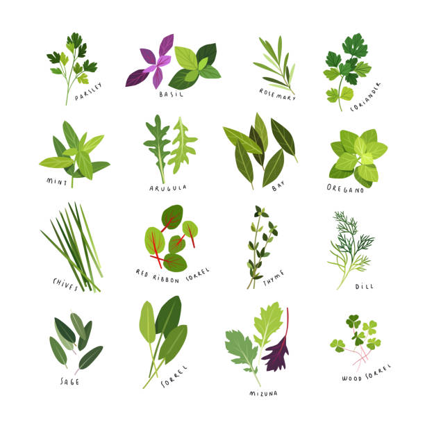 Clip art illustrations of culinary herbs and spices Clip art illustrations of herbs and spices such as parsley, basil, rosemary, coriander, mint, arugula, bay, oregano, chives, red ribbon sorrel, thyme, dill, sage, sorrel, mizuna and wood sorrel oxalis acetosella flowers stock illustrations