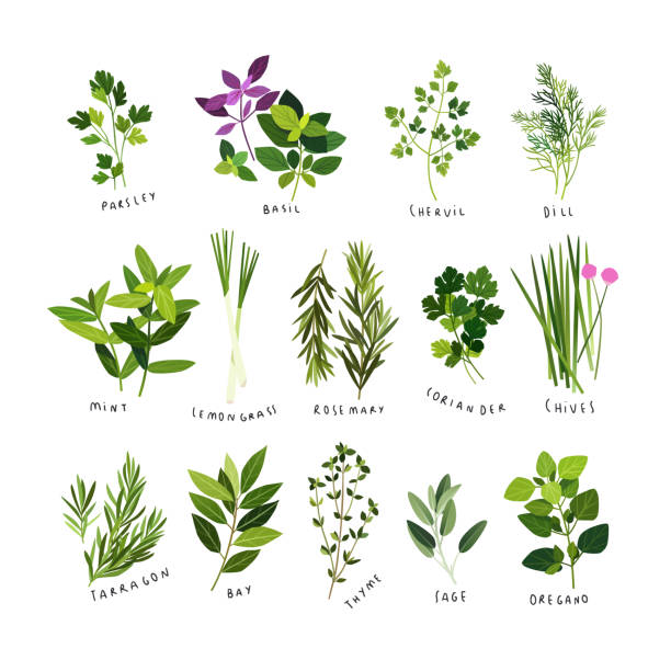 illustrazioni stock, clip art, cartoni animati e icone di tendenza di illustrazioni clip art di erbe e spezie culinarie - parsley cilantro herb freshness