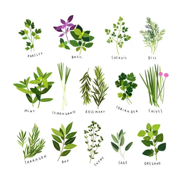 Vector illustration of Clip art illustrations of culinary herbs and spices