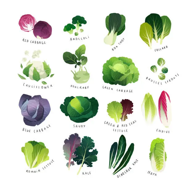 Vector illustration of Clip art cabbage collection, various lettuce types