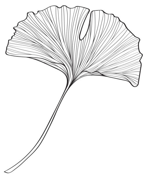 Ginkgo Leaf Clipart