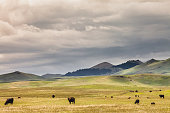 Herd of Cattle & Mountain Montana Landscape