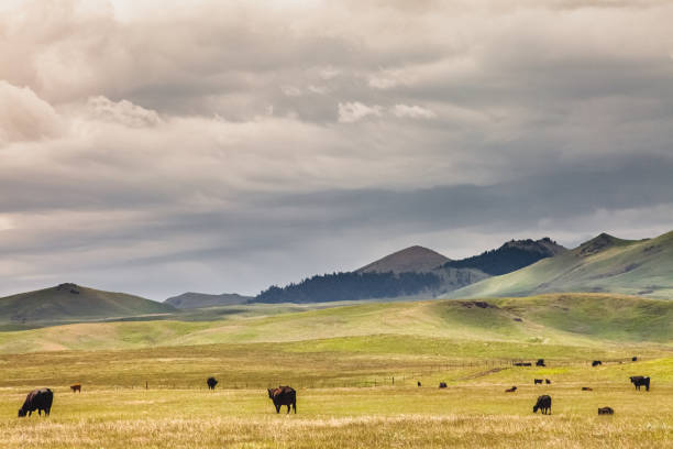 Herd of Cattle & Mountain Montana Landscape Cattle grazing in a scenic grass pasture with a Montana mountain range in background and a dramatic cloudy sky above. No people in image. grazing photos stock pictures, royalty-free photos & images