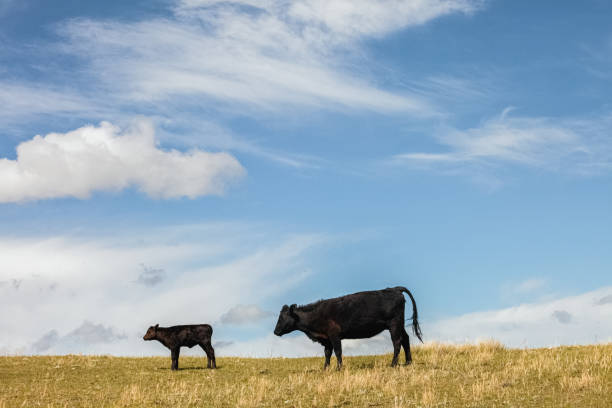 An Aberdeen Angus mother cow standing behind her baby calf on a grassy Montana prairie. A pretty blue sky with white fluffy clouds in background. No people in image.