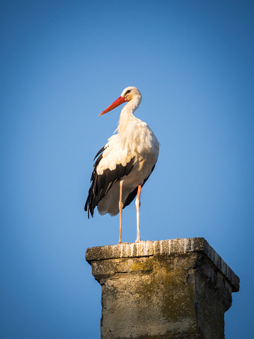 Stork standing on a chimney