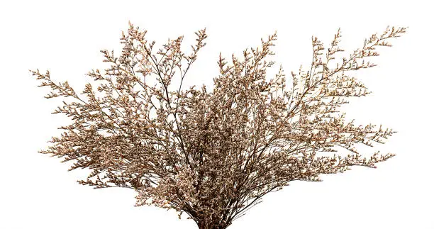 Photo of dried flower bouquet