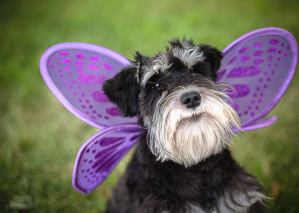 Pet photography portrait of a mini-Schnauzer dog looking toward camera. Dog is wearing purple butterfly wings. Head and shoulder view with no people in image.