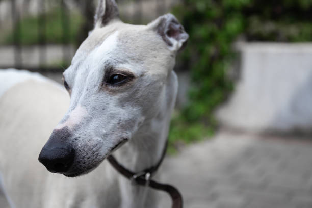 Ten year old male Whippet. A closeup of a dog's face. Ten year old male Whippet. A closeup of a dog's face. brindle greyhound stock pictures, royalty-free photos & images
