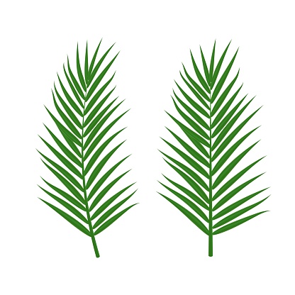 Vector set of tropical palm leaves isolated on white background. Green jungle exotic leaves for summer design, print, beach party poster. Natural floral background. Tropical plant icon.