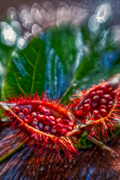 The Onoto, is a tree that practically grows throughout the Caribbean, Central and South America. Of large pink flowers similar to wild roses, the Onoto encloses among its seeds (hidden within its scarlet armored prickly fruits) a great commercial importance. All Indigenous groups, mainly the Caribbean, used dye to paint their bodies; It was also used by the ancient Maya in Guatemala.\n\nIn the kitchen of the Caribbean and Latin America it is mainly used as a dye, but also as a mild condiment. The onoto was introduced in the Philippine Islands by the Spanish and since then it has become an important ingredient of many dishes.\n\nIn Europe it is used to color many cheeses, including Munster, Livarot, Leicester and Red Cheshire. The onoto has several names that vary from island to island and from country to country. Some of them are: Annato, Bija, Bijol, Achiote and Roucou, among many others.