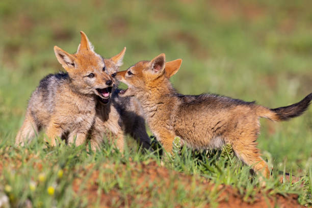 istock Three Black Backed Jackal puppies play in short green grass to develop their skills 1178581838