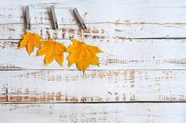 Autumn background with colored leaves on wooden board. Flat lay, top view, copy space.