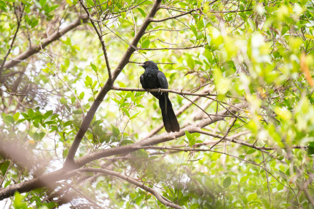 istock Male Asian Koel 1178583448