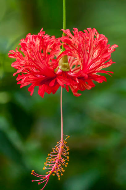 It's a nice photo of Blooming Hibiscus schizopetalus Flower in the garden.