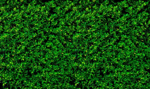 Photo of Green leaves wall background