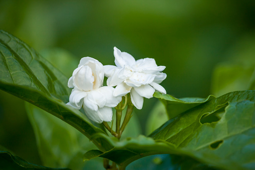 It's a photo of blooming Jasmine Flower in the garden.