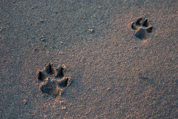 istock Two footprints of a dog on black sand. 1178583923