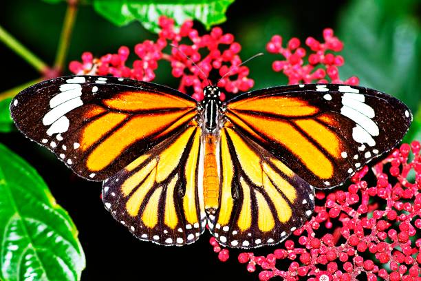 istock Butterfly spreading wings on red flower. 1178583945