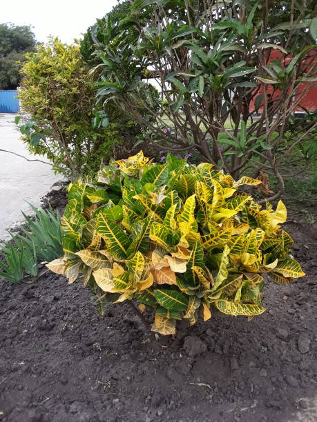 istock Green and yellow plant 1178585194