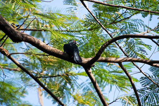 A male Asian Koel is perching and lying on a tree branch.