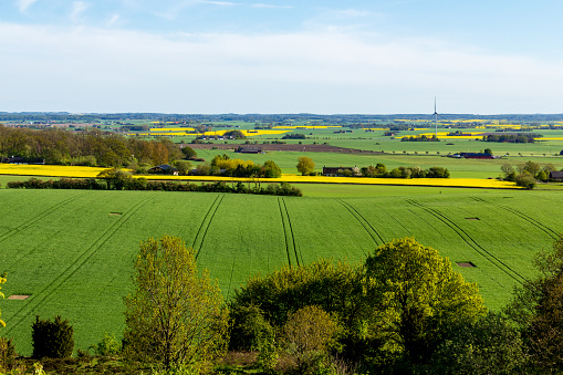 A Scanian (Southern Sweden) landscape filled with fields of green, gold (rapeseed) and yellow taken in Billebjer, Lunds kommun, Sweden.