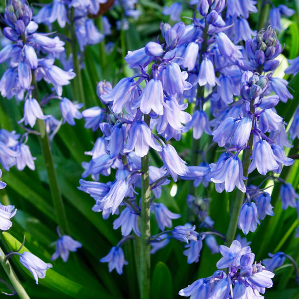 istock Greeting card with blue Hyacinth 1178586603