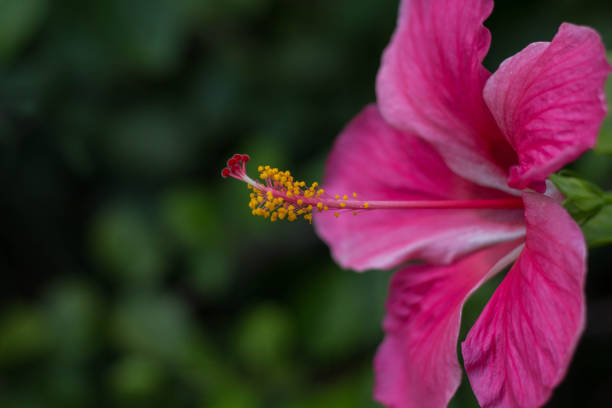 Red Hibiscus Flower in Bloom Surrounded With Green Foliage