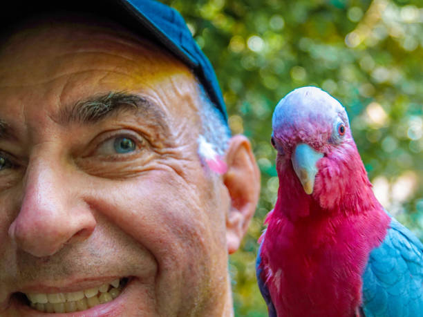 istock Man with red chested parrot sitting on the shoulder 1178588334