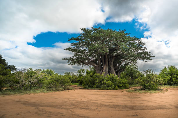 duże drzewo baobabu w parku narodowym krugera, republika południowej afryki - african baobab zdjęcia i obrazy z banku zdjęć