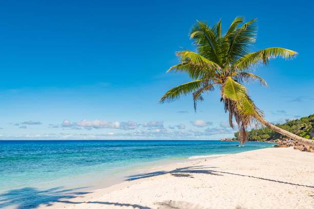 istock Tropical island beach. Perfect vacation background. 1178589946