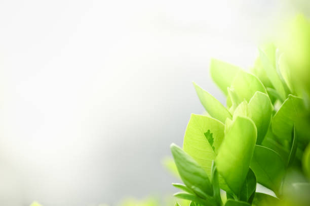 istock Close up of nature view green leaf on blurred greenery background under sunlight with bokeh and copy space using as background natural plants landscape, ecology wallpaper concept. 1178589990
