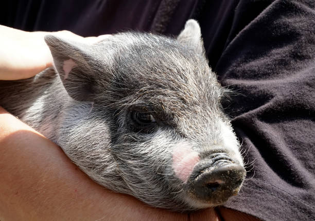 istock Little pig in the hands, young animal, very nice 1178590098