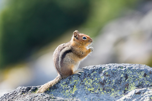 A curious Golden-mantled Ground Squirrel on a rock in Mt. Rainier National Park in Washington state