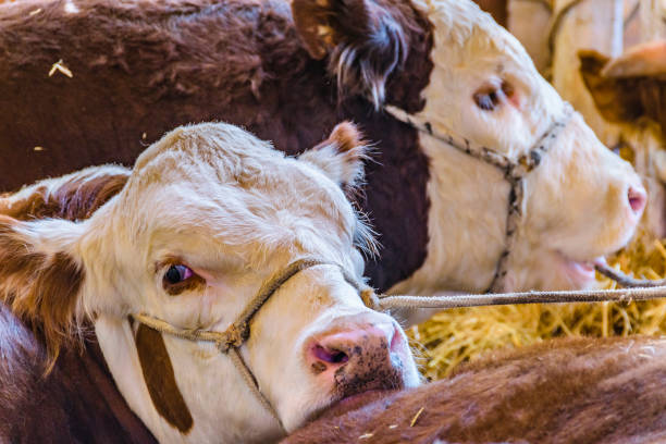 istock Cows at Rural Exhibition, Montevideo, Uruguay 1178590197