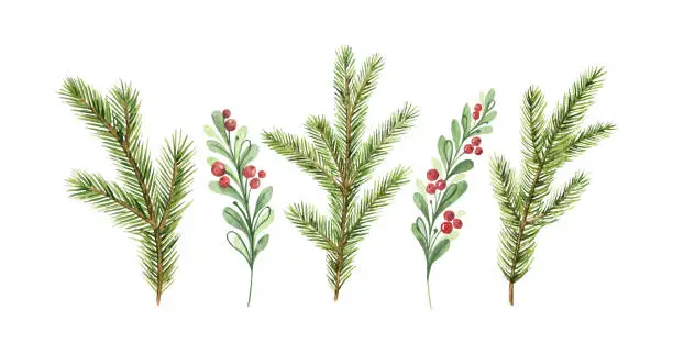 Vector illustration of Watercolor vector Christmas card with fir branches and red berries