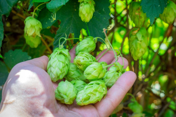istock plant hops harvest hops in the farmers hand 1178592336