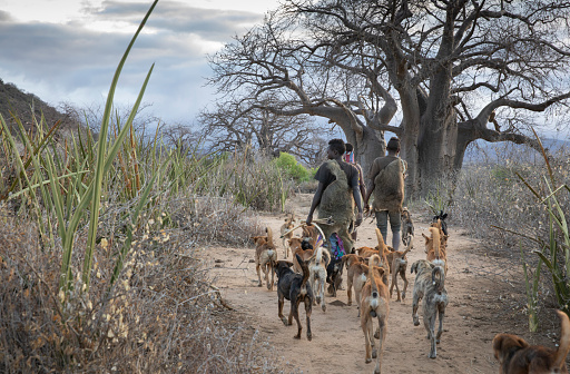 lake ayasi, Tanzania, 11th September 2019: Hadzabe man going for hunt in a morning